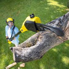 Best Tree Disease Treatment  in Heyburn, ID