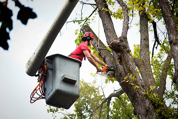 Trusted Heyburn, ID Tree Care Services Experts