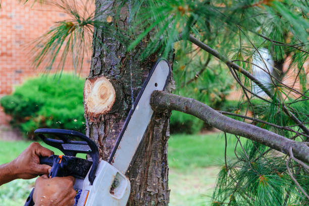 How Our Tree Care Process Works  in  Heyburn, ID